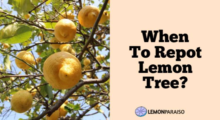 When To Repot A Lemon Tree?