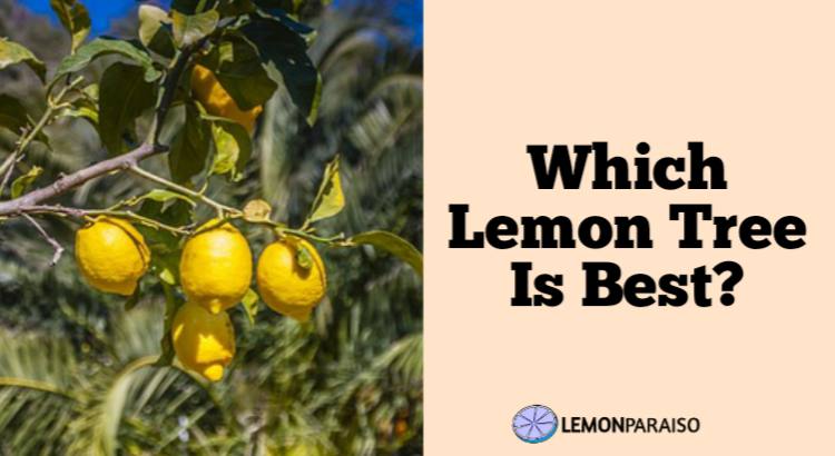 Which Lemon Tree Is Best?