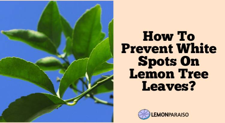 How To Prevent White Spots On Lemon Tree Leaves?