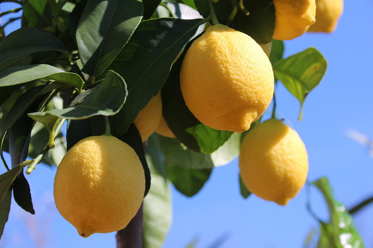 how to grow lemon tree faster
