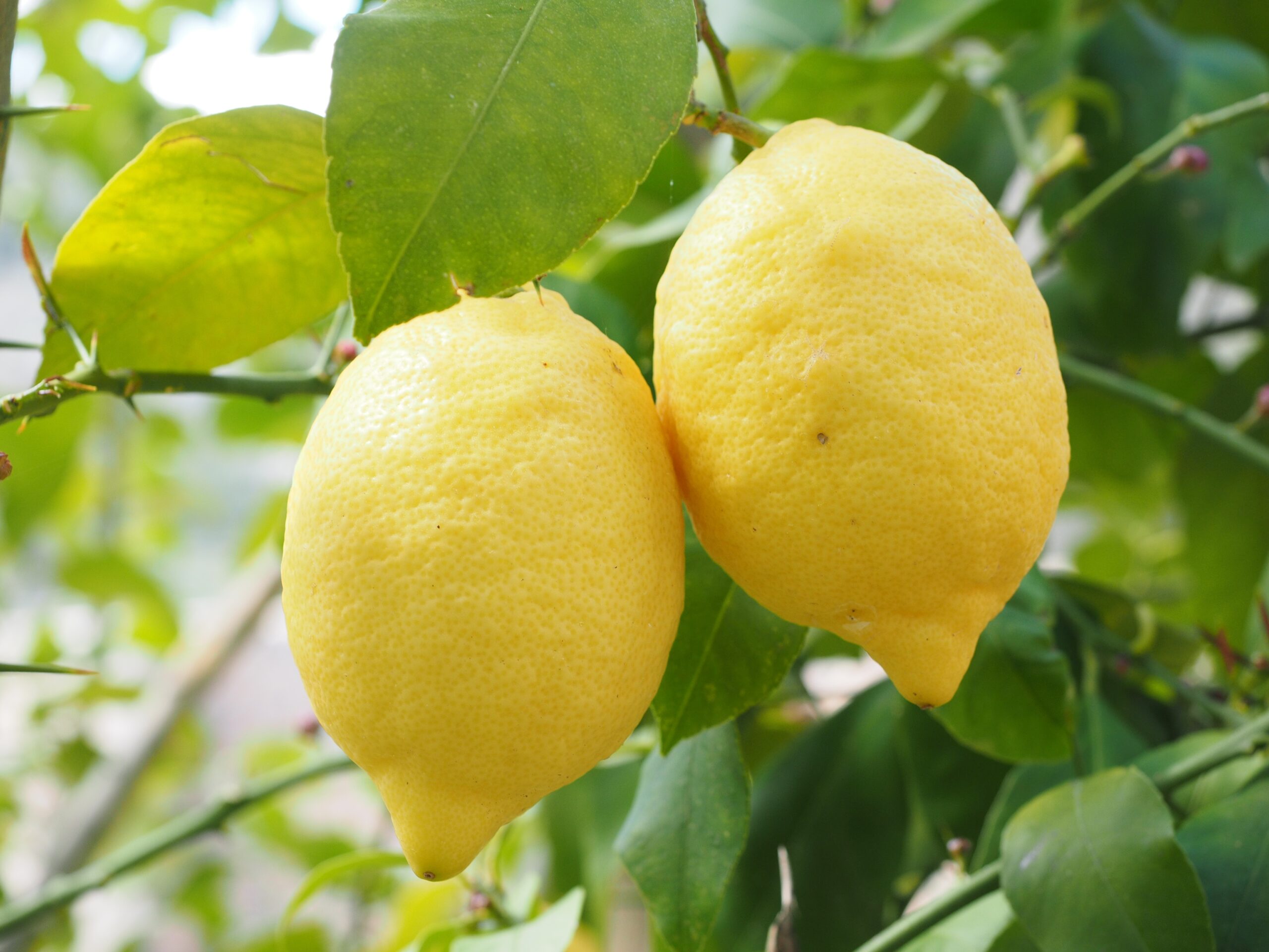 how to harvest lemons