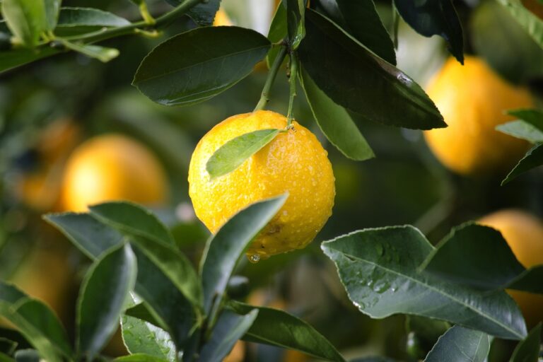 How to Protect Your Lemon Tree During Winter